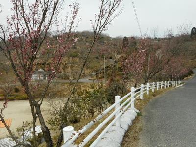 ケイオウザクラの遠景